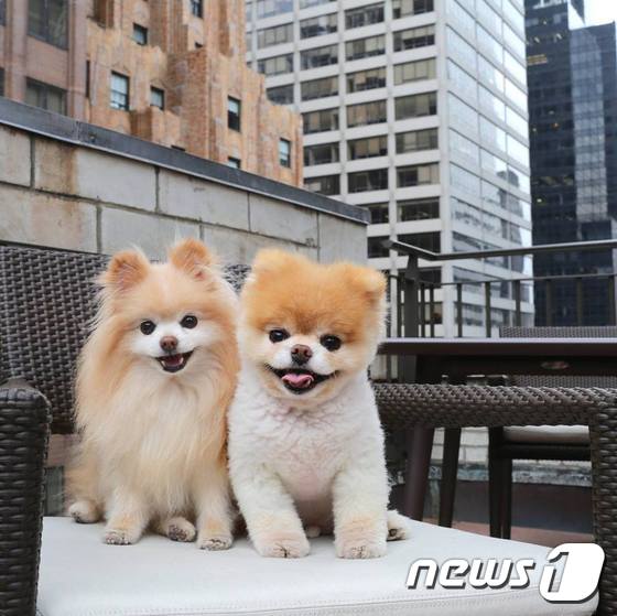 세상에서 가장 귀여운 강아지 부.와 버디. © 뉴스1