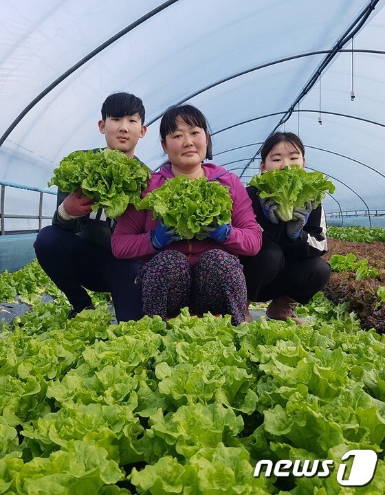 전북 남원의 한 비닐하우스에서 식구들이 상추를 수확해 들어 보이고 있다.(남원시 제공)2019.1.23/뉴스1 © News1 