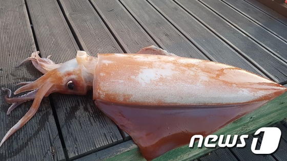 지난 5일 고성군 죽왕면 문암진리 해안에서 40~50㎝크기의 대형 한치(오징어)가 발견됐다.(독자 제공) 2019.1.7/뉴스1 © News1