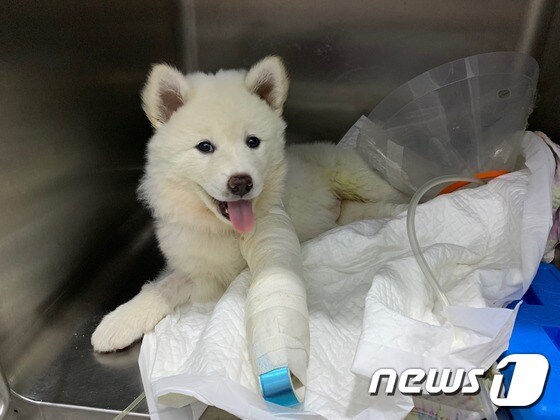 수술한 후의 '마루'. 사진 동물자유연대 제공 © 뉴스1