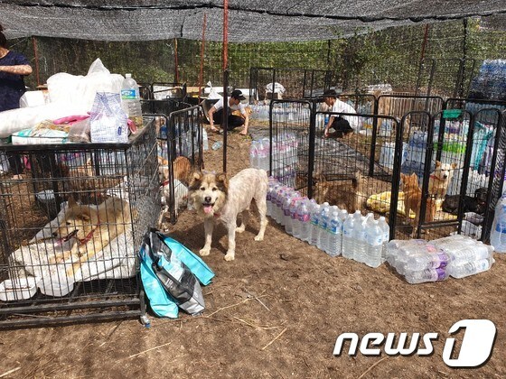 구조된 애린원 개들이 생활하고 있는 생존사 부지. © 뉴스1