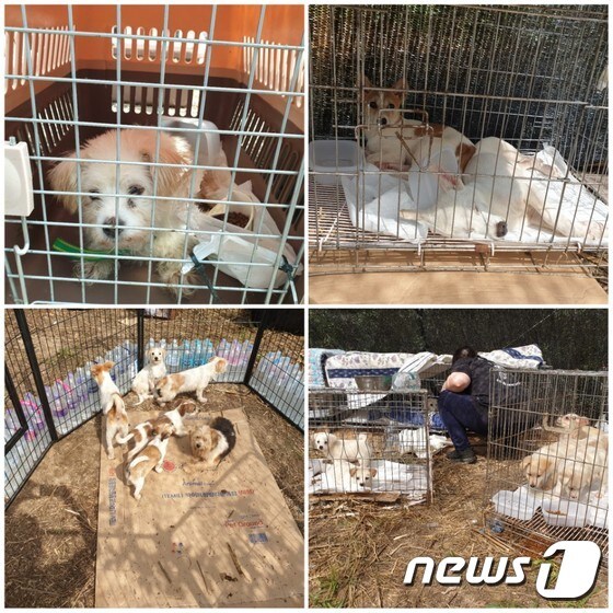 애린원에서 구조된 강아지들. 계속된 자체 번식으로 출산한 지 얼마 안 된 어미개와 강아지들도 다수 발견됐다. © 뉴스1