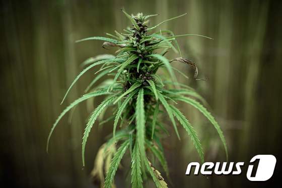 대마초(cannabis)의 일종. © AFP=뉴스1 자료 사진