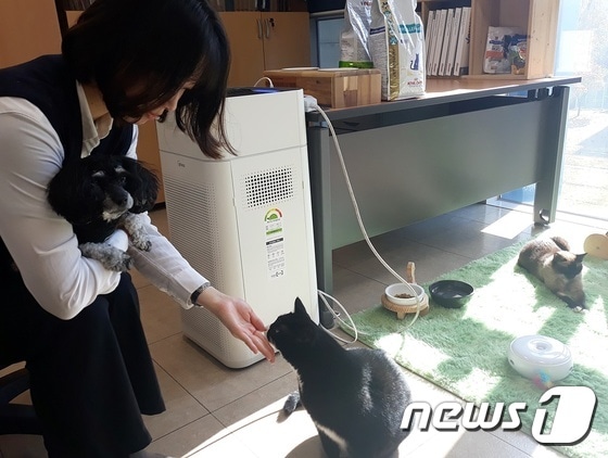 권유정 제일사료 수의영양연구소 연구원은 고양이들과 함께 출퇴근을 한다. © 뉴스1 최서윤 기자