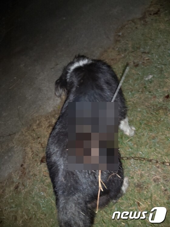 지난달 29일 천안의 한 가정집에서 키우는 개가 석궁화살을 맞았다.(주인 제공)© 뉴스1