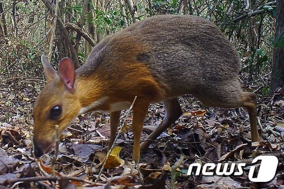 베트남 열대림에서 발견된 쥐사슴. © AFP=뉴스1