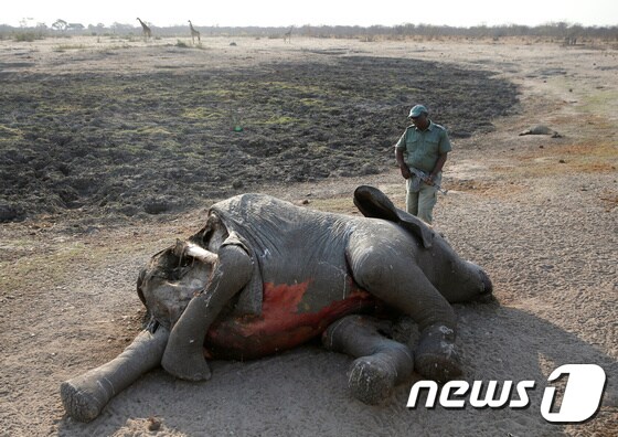 짐바브웨 왕립 국립공원에서 발견된 코끼리 사체. © 로이터=뉴스1