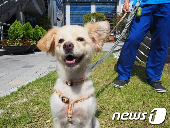 해피의 모습. 사진 서울동물복지지원센터 제공 © 뉴스1