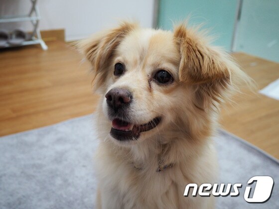 해피의 모습. 사진 서울동물복지지원센터 제공 © 뉴스1