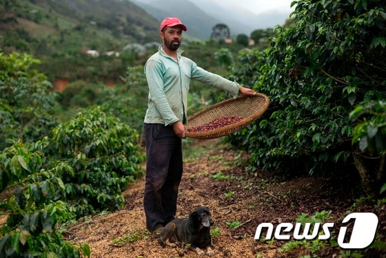 브라질의 한 커피 경작자 © AFP=뉴스1