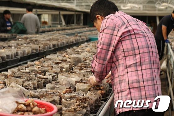 지난해 8월 한 장애인 참가자가 경기도 여주시 우영농원에서 버섯 수확 작업을 체험하고 있다. (푸르메재단 제공) © 뉴스1