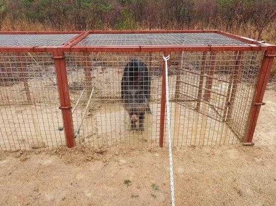 15일 서울 태릉(중종비 문정왕후)에서 포획된 멧돼지.(문화재청 제공)© 뉴스1