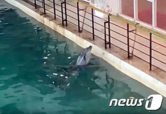 동물보호단체는 수조관에 전시된 돌고래가 정형행동을 보인다고 주장했다. 사진 핫핑크돌고래 영상 갈무리 © 뉴스1