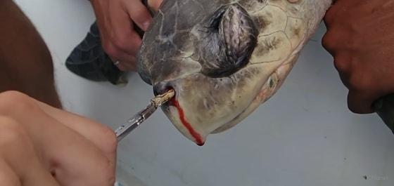 콧구멍에 빨대를 낀 채 발견된 코스타리카의 바다거북(유튜브 캡처). © 뉴스1