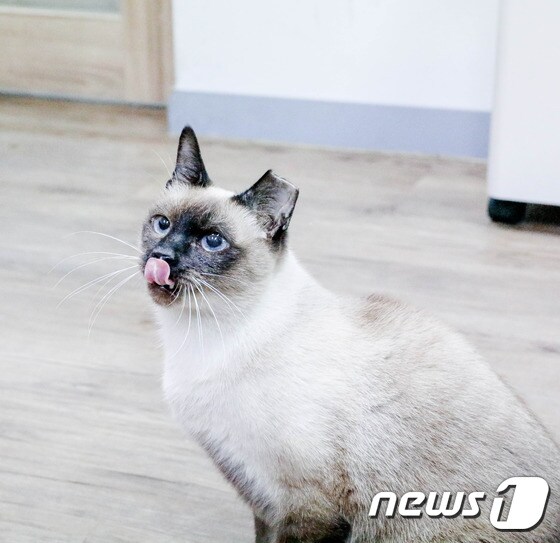 혀를 내밀고 있는 '키키' . 사진 동물자유연대 제공 © 뉴스1