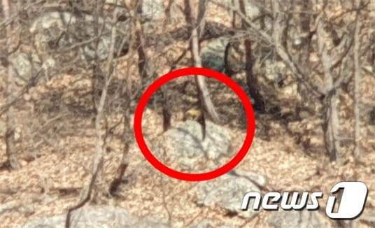 대전 보문산에서 발견된 멸종위기2급 보호종 담비 (대전충남녹색연합 제공) © 뉴스1