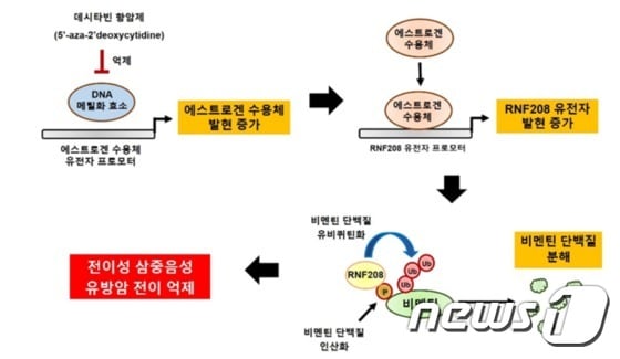 RNF208 단백질, 삼중음성 유방암의 성장과 전이 억제 과정(차세대융기원 제공)© 뉴스1