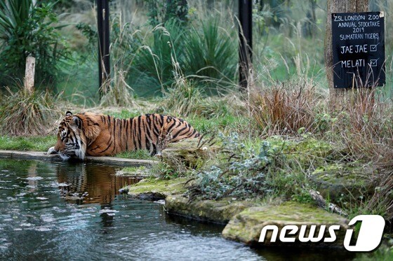 런던동물원의 수마트라 호랑이 © AFP=뉴스1