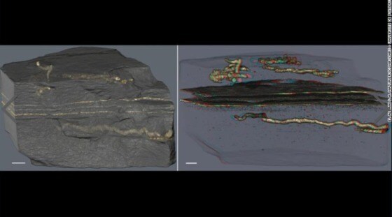 미국국립과학원회보(PNAS)에 실린 가장 오래된 진핵 생물 이동 흔적 화석 사진 © CNN 사이트 캡처