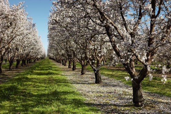 미국 캘로포니아 아몬드 농장에는 2월 말에서부터 3월 초의 아몬드 나무에 꽃이 만개하다. © 뉴스1