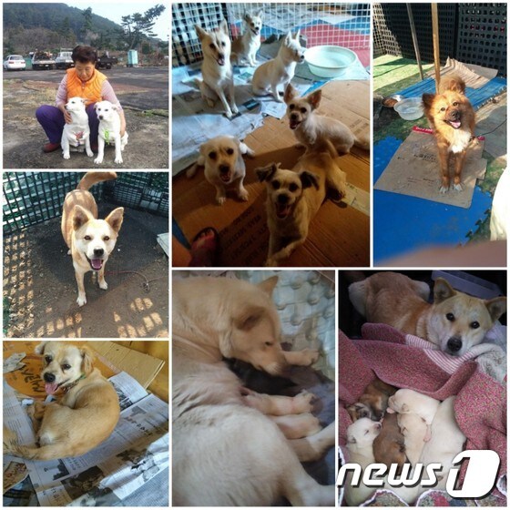 고길자씨가 돌보는 70여 마리의 개들 © 뉴스1