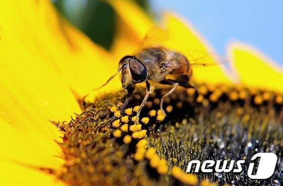 꿀벌 © AFP=뉴스1