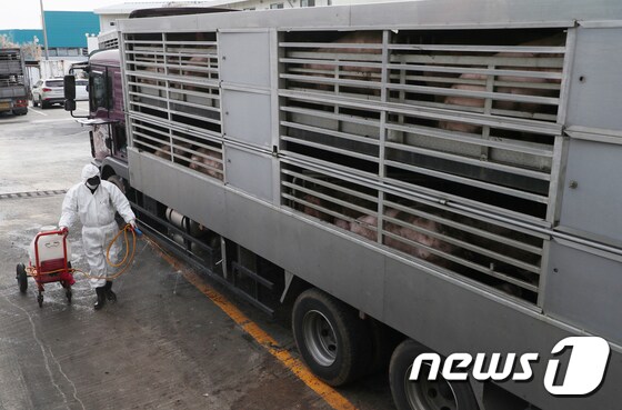  대전 대덕구 한 도축장에서 직원들이 출입차량에 대해 소독을 하고 있다. /뉴스1 © News1 주기철 기자