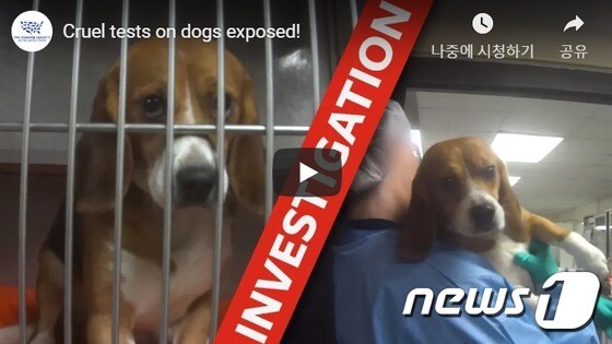 HSUS(The Humane Society of The United States)는 미국 미시간주의 한 연구소에서 1년 동안 살균제 실험에 이용되고 있는 36마리 개들의 모습이 담긴 영상을 공개했다. (사진 HSUS 영상 캡처) © 뉴스1