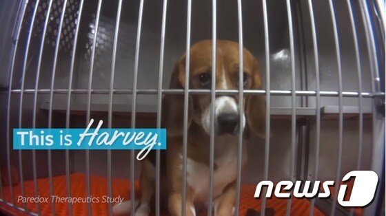 연구자들은 하비의 가슴 부위를 열고 약품을 투여하는 실험을 진행했다. (사진 HSUS 영상 캡처) © 뉴스1