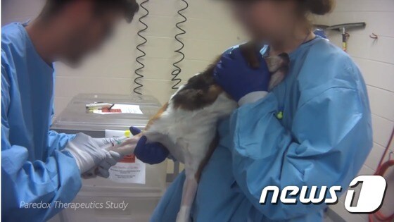 HSUS에 따르면 미국 전역의 실험실에서 매년 6만 마리 이상의 개가 및 기타 제품에 대한 독성 검사 실험에 사용되고 있다. (사진 HSUS 영상 캡처) © 뉴스1