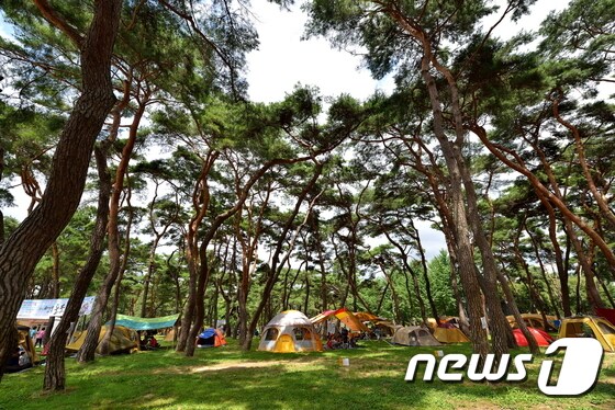 충북 영동군 양산면 송호관광지 /© 뉴스1