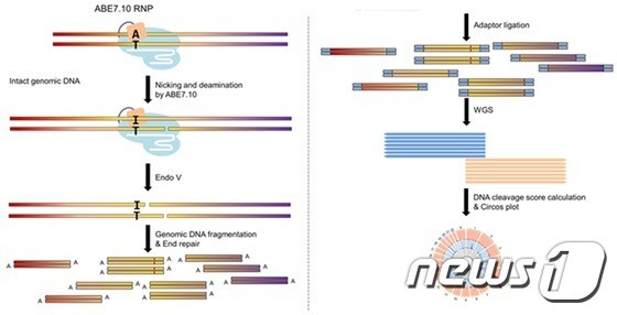 아데닌 염기교정 유전자가위 절단 유전체 시퀀싱 기법 적용 과정(IBS 제공)© 뉴스1