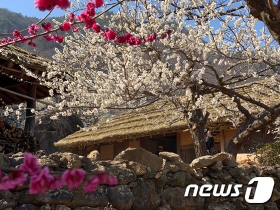 '2019 광양매화축제' 가 열린 전남 광양시 섬진강 매화마을의 한 초가집. 이 집에 심어진 매화나무에서  하얀 매화꽃이 만개했다./뉴스1 © News1 서순규 기자