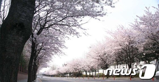 인천 연수구 원인재 벚꽃길.© 뉴스1DB
