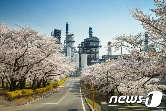 SK인천석유화학 내 벚꽃동산. © 뉴스1DB