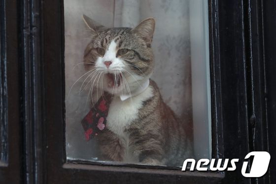 줄리언 어산지가 키우던 고양이 © AFP=뉴스1