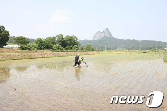전북 진안군이 우렁이 농법으로 제초제 사용을 줄이고 있다.(진안군제공)2019.04.16/뉴스1