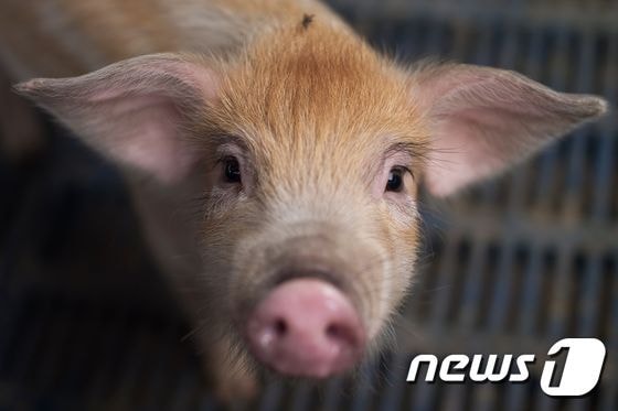 돼지 © AFP=뉴스1
