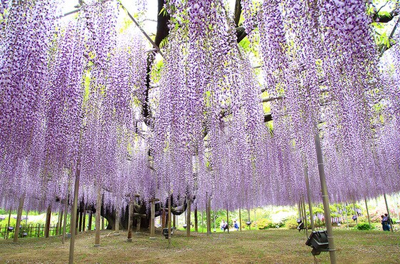 일본 등나무꽃 페스티벌