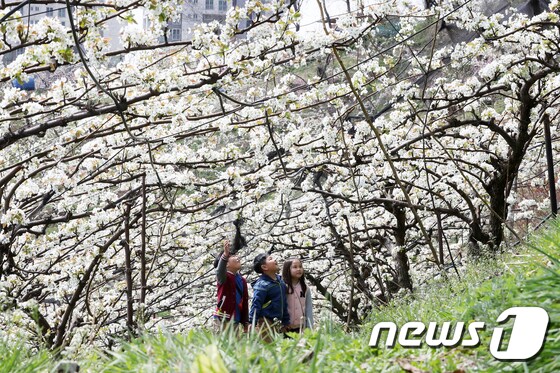 서울 도시농업 축제 열리는 청남공원 '가득한 배꽃'
