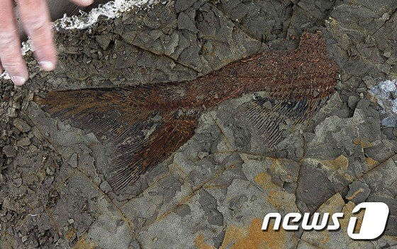 6600만년 전 쓰나미에 휩쓸려 내륙까지 온 물고기 화석. © AFP=뉴스1