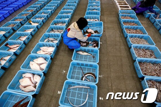 일본 후쿠시마현 소마시의 어항에서 한 어민이 근해에서 잡힌 수산물 분류 작업을 하는 모습.  © 로이터=뉴스1