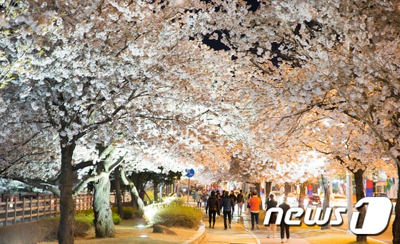 '야간 벚꽃터널길을 걸어요'...구미 금오산 벚꽃 축제