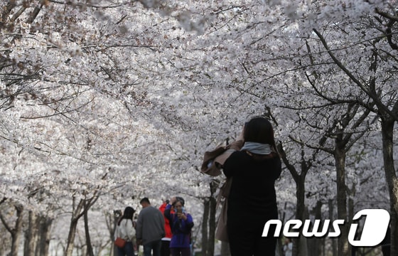 속초 영랑호 벚꽃 자료사진.(뉴스1 DB)