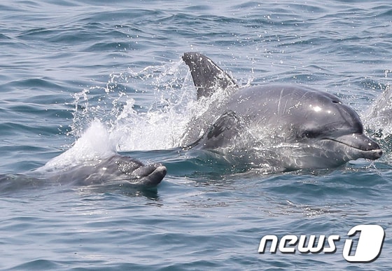 8일 제주 서귀포시 대정읍 연안에서 남방큰돌고래가 유영하고 있다./뉴스1