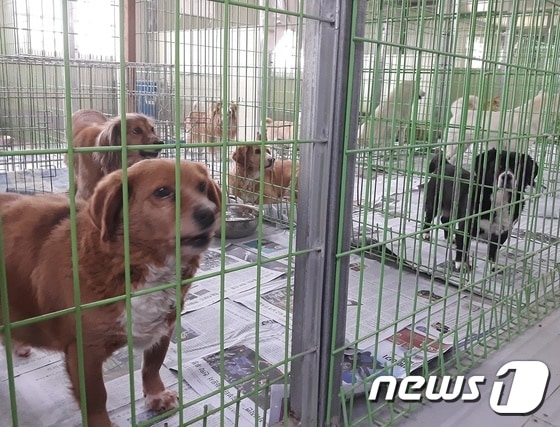 경기도의 한 유기동물보호소에서 가족을 기다리고 있는 유기견들. © News1 최서윤 기자