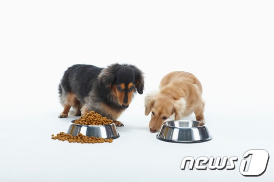사료 먹는 강아지들. 사진 이미지투데이 © 뉴스1