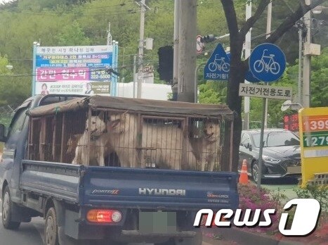 개장수 트럭으로 보이는 차량에는 개들 여러마리가 실려 있었다 (사진 B씨 제공) © 뉴스1