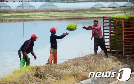 모내기 준비를 하고 있는 외국인 근로자들  © News1 이찬우 기자