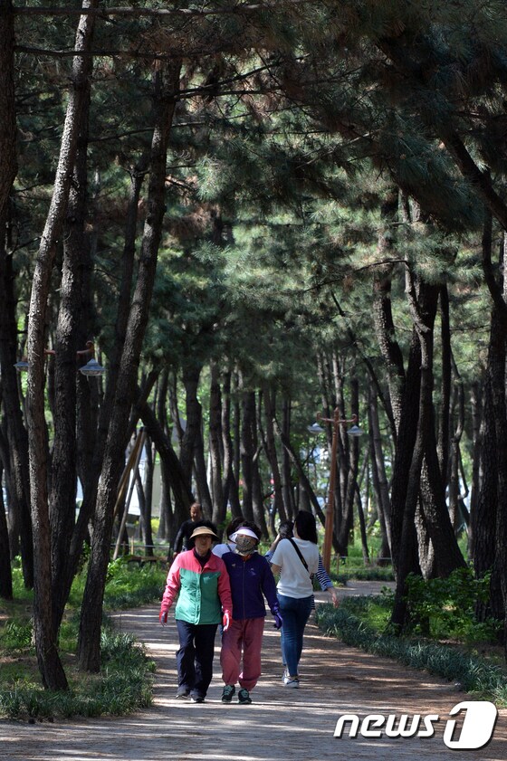 소나무 숲 속을 산책하는 시민들. /뉴스1